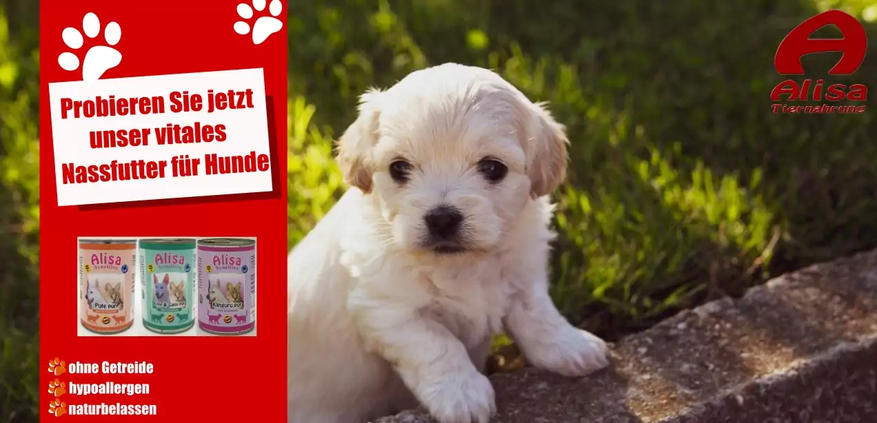 hypoallergenes und getreidefreies hundefutter beugt allergien vor. Hundefutter für Allergiker und Welpenfutter online bestellen bei Alisa Tiernahrung. hypoallergenes und getreidefreies hundefutter beugt allergien vor. Hundefutter für Allergiker und Welpenfutter online bestellen bei Alisa Tiernahrung.